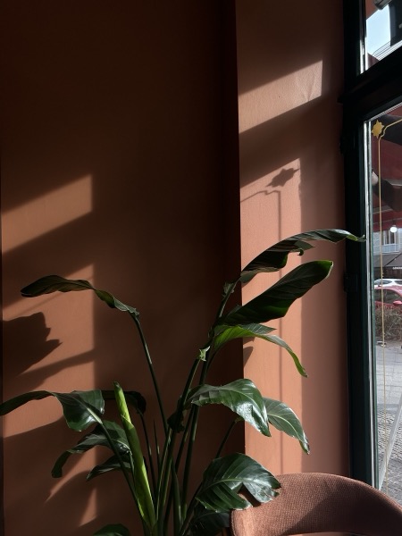 Eine große Grünpflanze im Fensterlicht vor der terrakottafarbenen Wand.